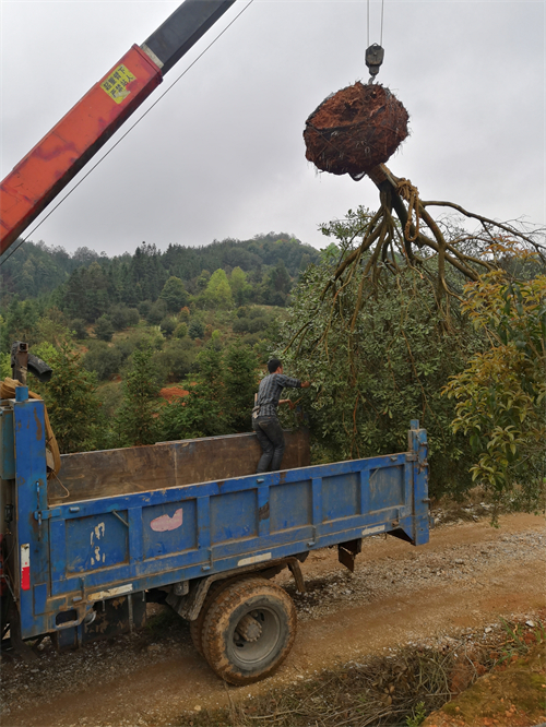 4米冠幅斷根楊梅基地，裝車場景